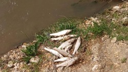 Глава Минераловодского округа назвал возможную причину гибели рыбы в Куме
